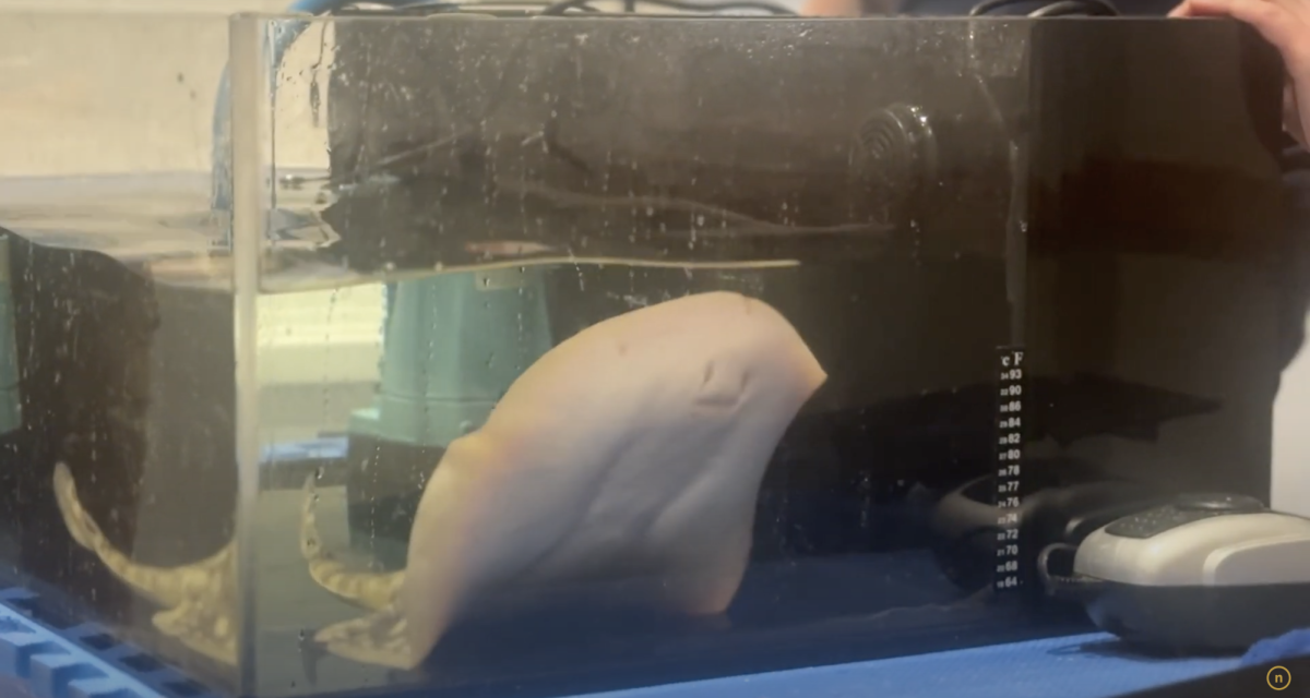 VIDEO: Stevie the stingray visits NKU